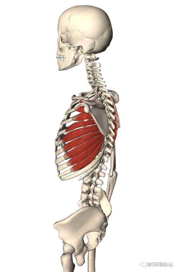 前锯肌起于第1-8(9)肋骨外侧面;止于肩胛骨内侧缘及下角 主要作用:拉