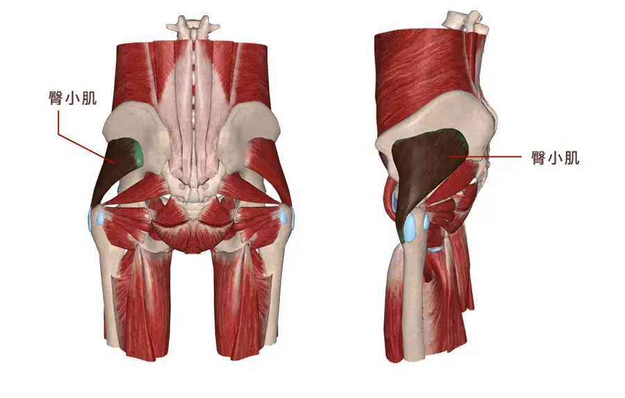 肌肉科普探讨身体肌肉臀中肌臀小肌