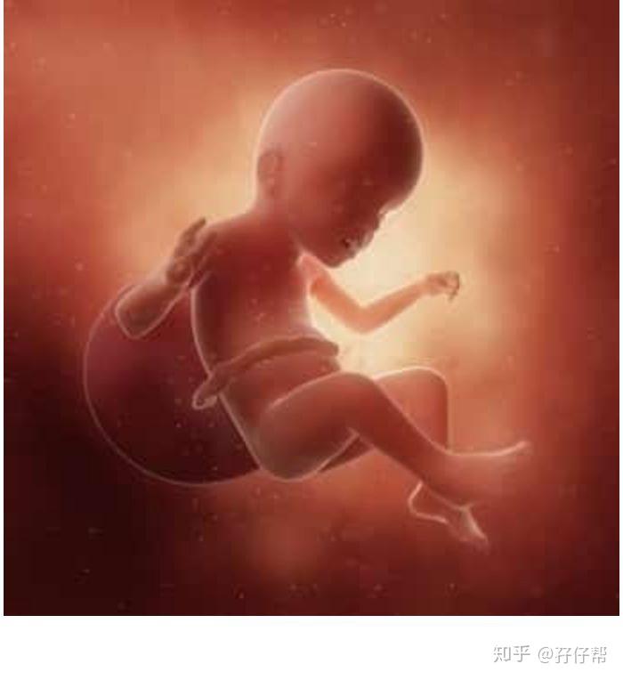 【01】两胎儿的发育情况 孕23周的胎宝宝有茄子那么长了,从头部到臀部