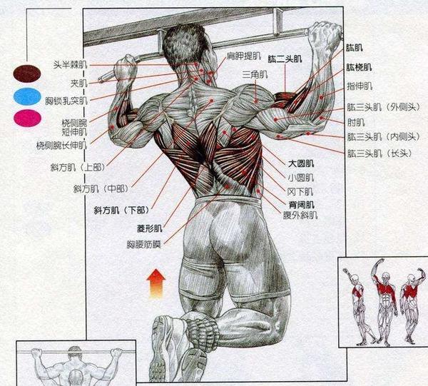 训练的目标是整个背部肌肉(尤其是背阔肌),以及肱二头肌和前臂