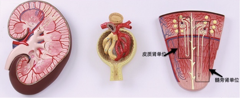 肾脏ratkidney