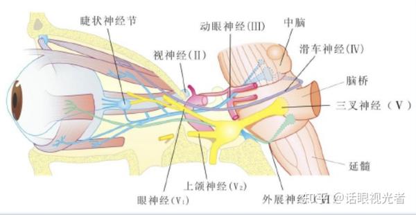 (眼球的神经支配)