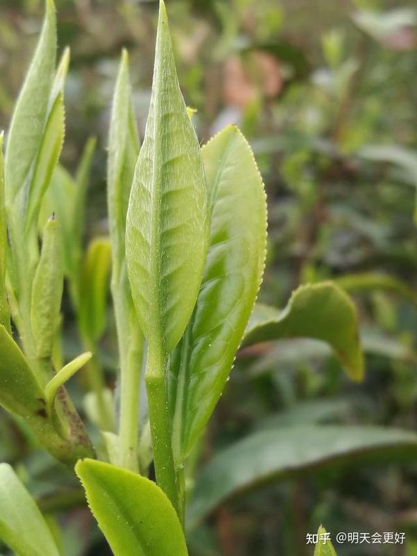 含有活性酶的特殊茶叶植物非试管高效快繁白茶