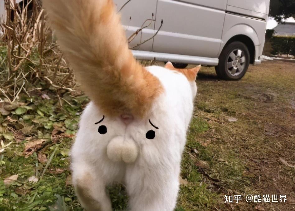 猫咪假蛋蛋创意赏析千奇百怪的猫蛋