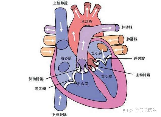 你知道心脏的位置在人体的哪边吗