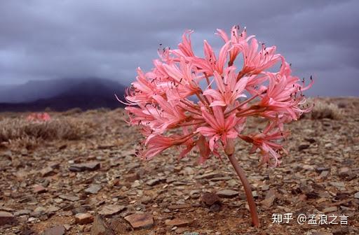 非洲灯台花是植物界中的蜉蝣,它们大多数时间都过着隐居的生活,只有在