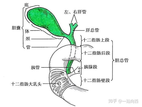人的胰腺和胆囊都是通过一根管子进行排泄,如果这根管道被胆石堵塞