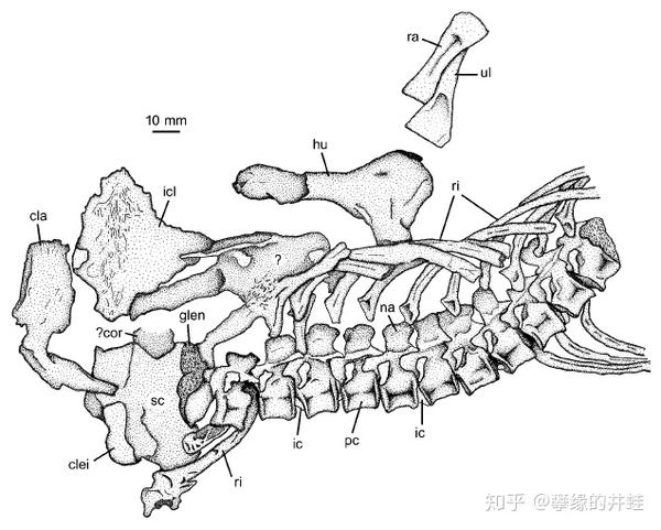 独齿蜥颅骨和脊柱化石结构,图片来源自[2].