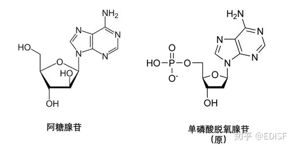 啥是类核苷酸阿糖胞苷阿糖腺苷和虫草素