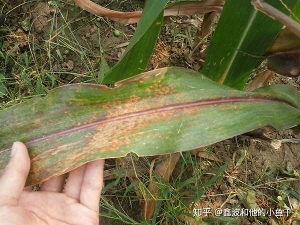 玉米叶片锈病受害状