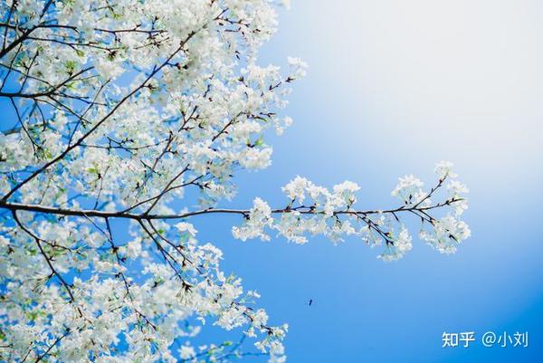 2021年想看到的第一树花:梨花