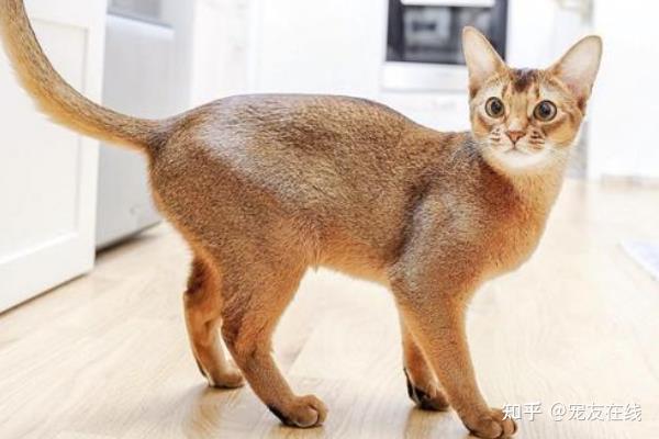 宠友在线世界10大高贵品种猫