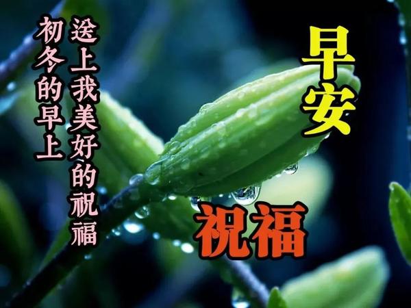 非常漂亮早上好动态图片带字和鲜花 早安问候语及关心