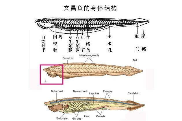 头足纲小传28寒海谜团nectocaris内克虾内耶克虫科