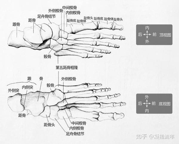 坚持学画人体结构之骨骼部分足骨