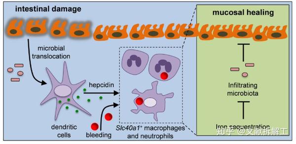 science论文拆解树突状细胞分泌的hepcidin将铁元素与菌群隔绝以促进