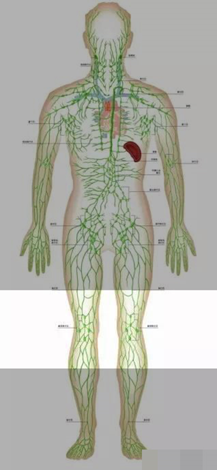 例如脚上的状况信息会收集到膝盖后面的腘窝,在那里有好几个淋巴结
