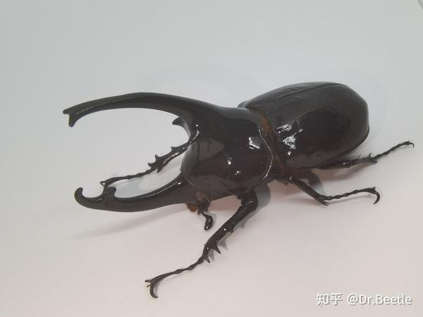 神马大兜虫