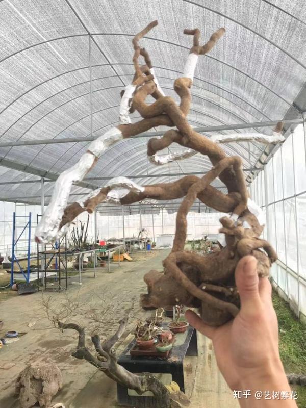 倒转乾坤之盆景倒栽技术——金豆盆景实例操作