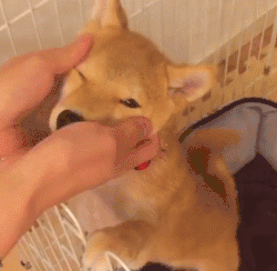 柴犬和柯基哪个好?