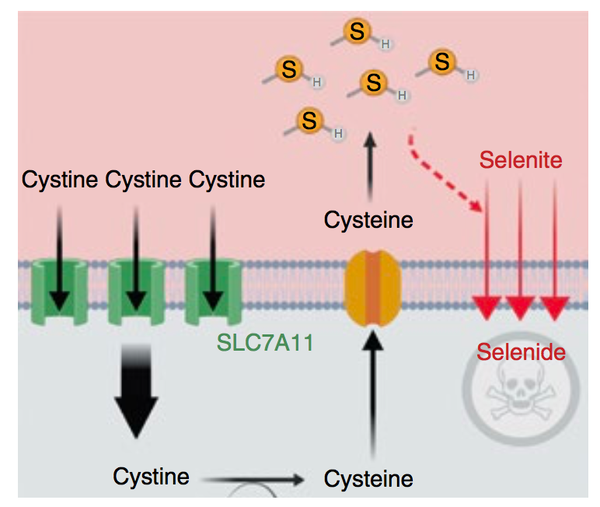 slc7a11在硒代半胱氨酸生物合成通路过程中的作用