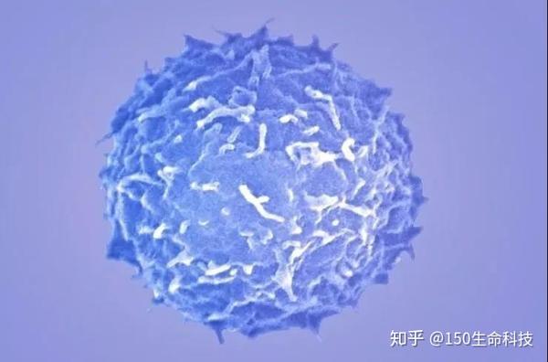 1,t淋巴细胞