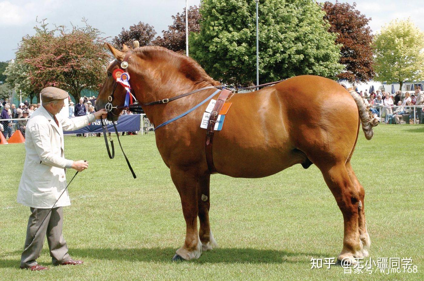 在16 世纪和 17 世纪,由于英国对马车的需求增加了,这个品种的马被