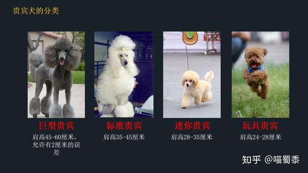 请记住贵宾是犬种,而泰迪只是贵宾的被毛修剪方式