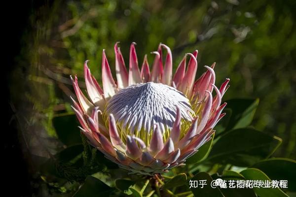 花艺培训教程,花艺界的10大傲娇植物