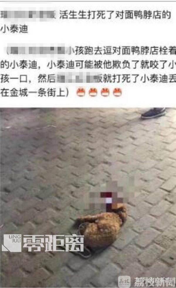 儿子被咬摔死泰迪什么情况?详情是怎么回事?