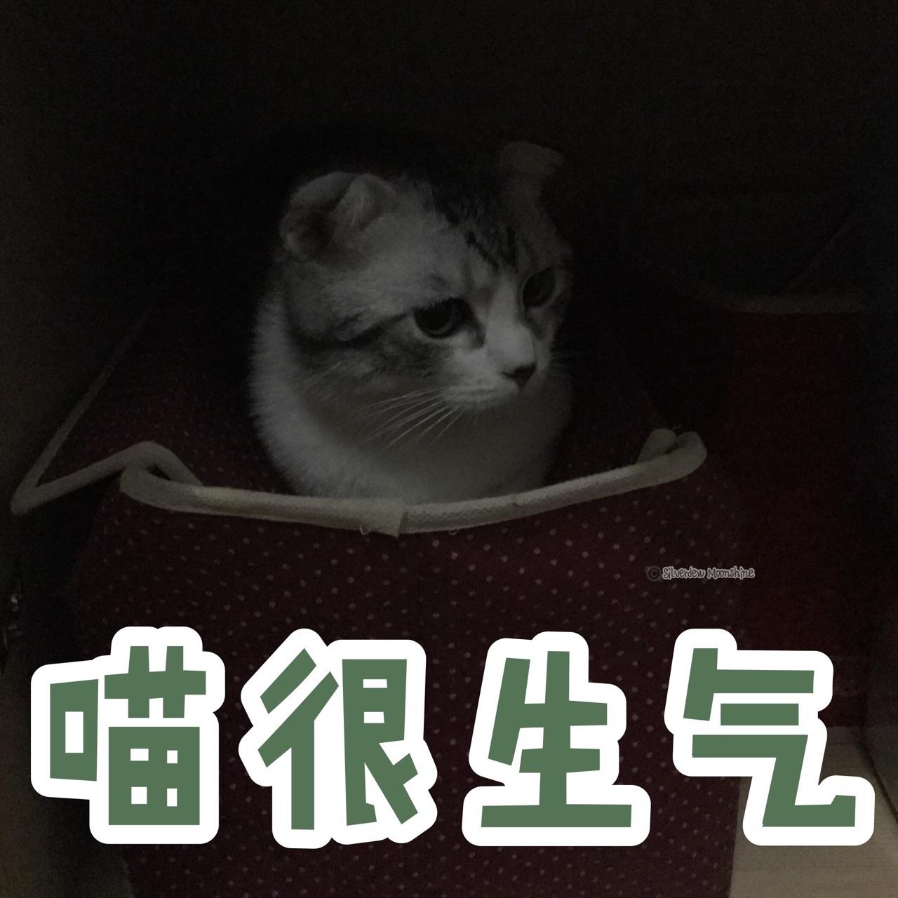 有没有图片表情?求婚猫咪表情图片