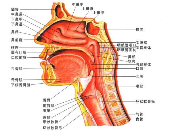 大学生嗓子疼就医竟查出咽喉问题不容小觑