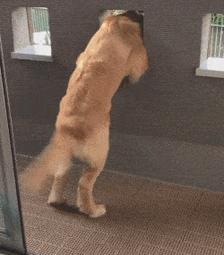 7种常见的狗狗肢体语言了解后还怕猜不到它的心思吗