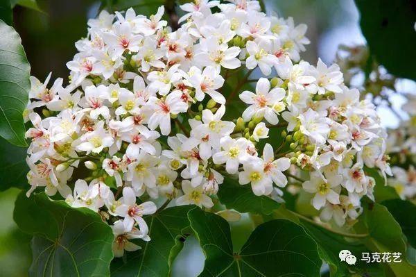 最美的花草都在《诗经》里,有图有真相 知乎