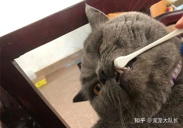 岁月是把杀猪刀已经砍向你的猫