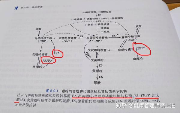 嘌呤,尿酸,高尿酸血症,痛风有什么区别?