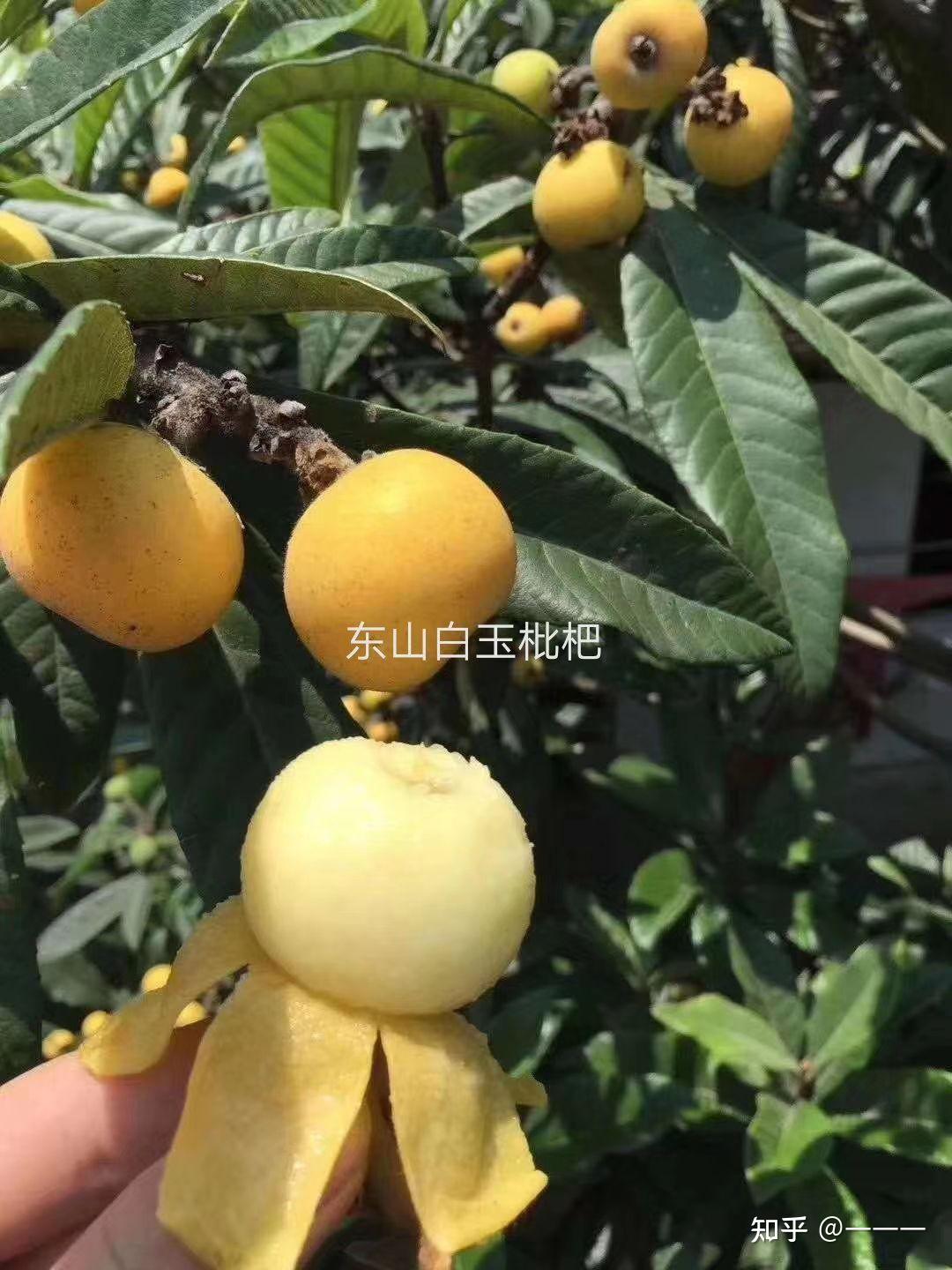 苏州东山白玉枇杷