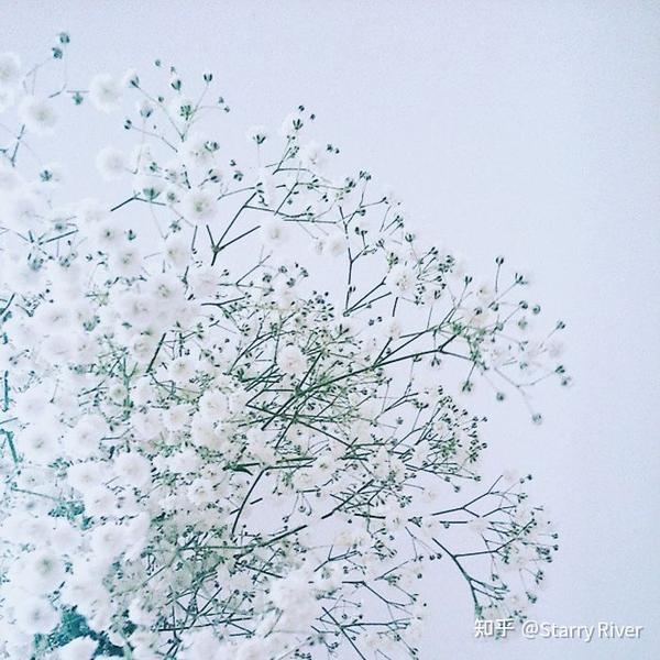 满天星 - 知乎