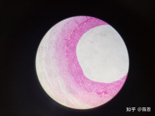 组织学与胚胎学切片观察2