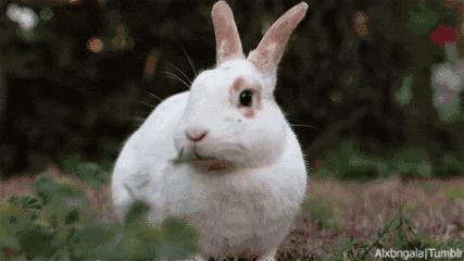 兔子为什么这么可爱?