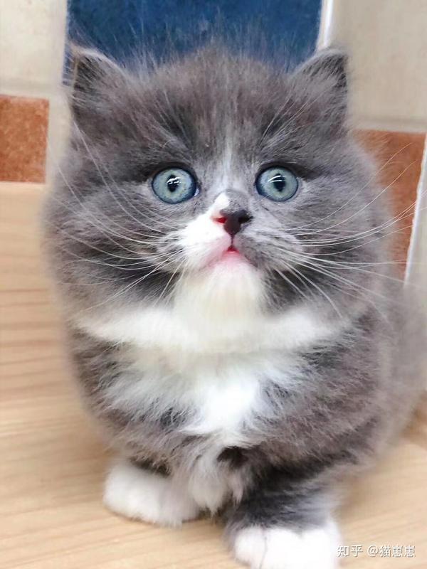 拿破仑猫多少钱一只