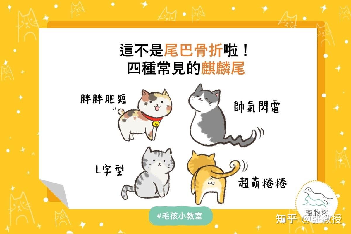 四种常见的猫咪麒麟尾