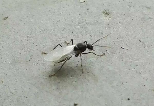 这是它的繁殖蚁