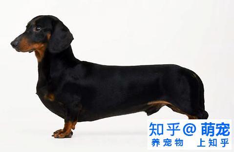 腊肠犬好养吗?腊肠犬性格特点