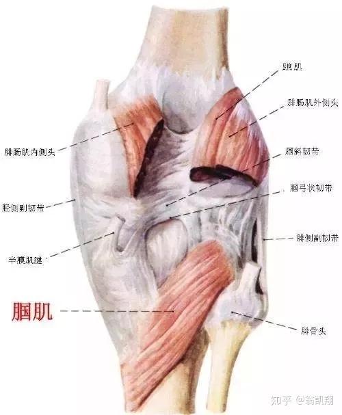 腘肌是位于腘窝腓肠肌深处的一块三角形肌肉.