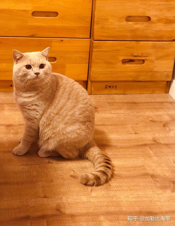 下面 这是我家的英短橘猫:事实上他们不是橘猫,应该称为"乳色".