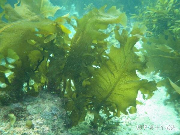 治慢性咽炎可以吃海带管用吗海带白糖对治疗咽喉炎有效果吗