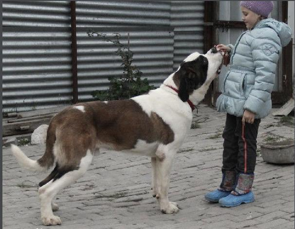 瑞士除了机械还有他们的国宝大型圣伯纳犬