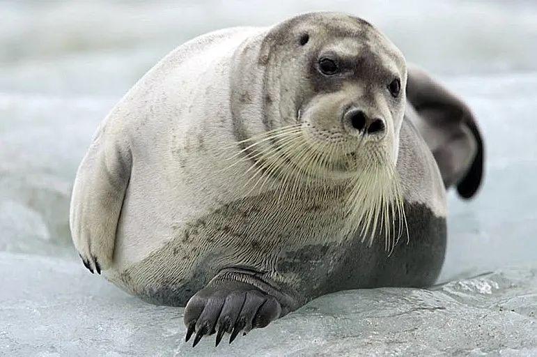 在我国,髯海豹是国家二级重点保护野生动物,禁止一切