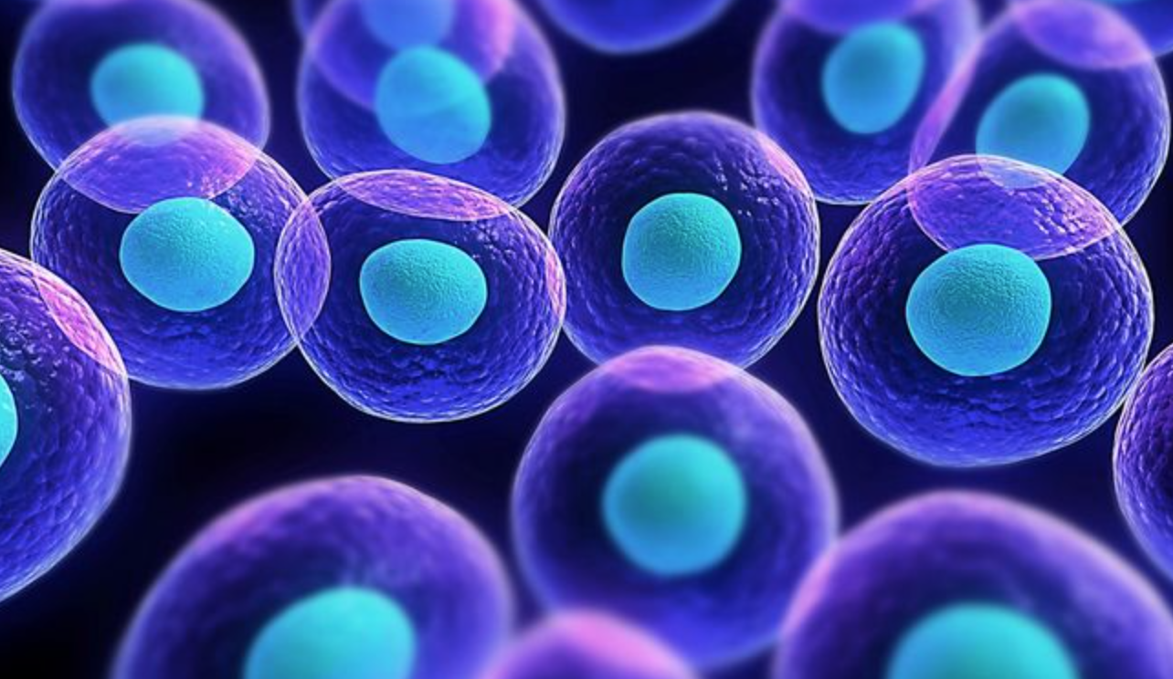 什么是细胞免疫治疗 为什么要做细胞免疫治疗